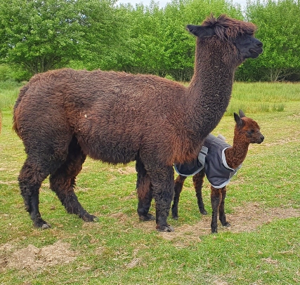 Alpacas at Franly Alpacas